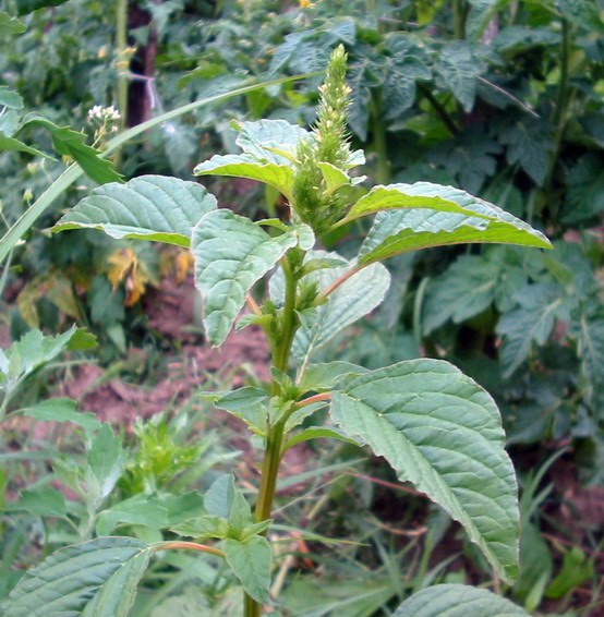 Amaranthus Retroflexus